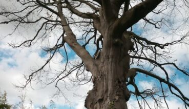 Impfung Fagus sylvatica (Rotbuche)