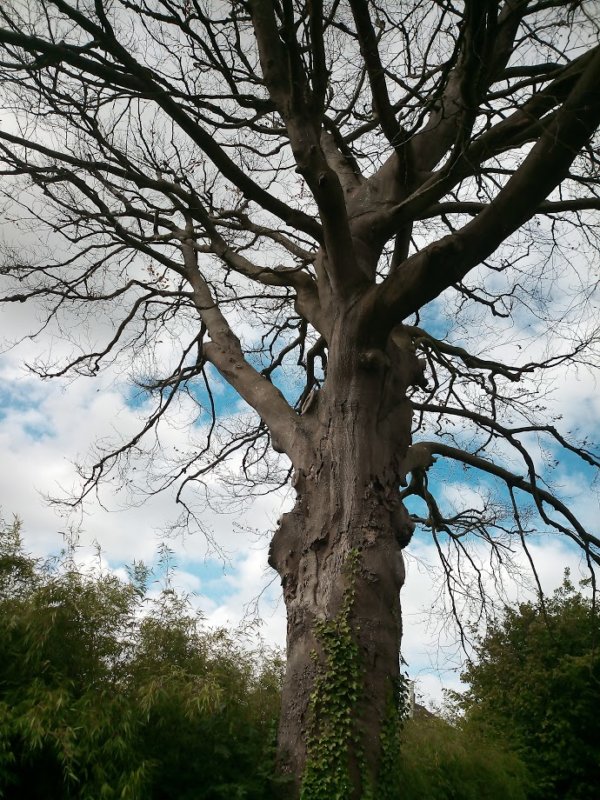 Impfung Fagus sylvatica (Rotbuche) StunzGarten