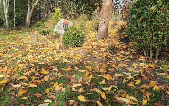 Laub im Herbst