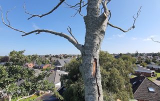 Baum fällen: Was ist erlaubt und was muss ich beachten?