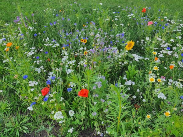 Blumenwiese