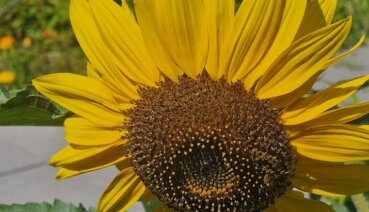 Blumen pflanzen im Sommer: Eine farbenfrohe Oase erschaffen