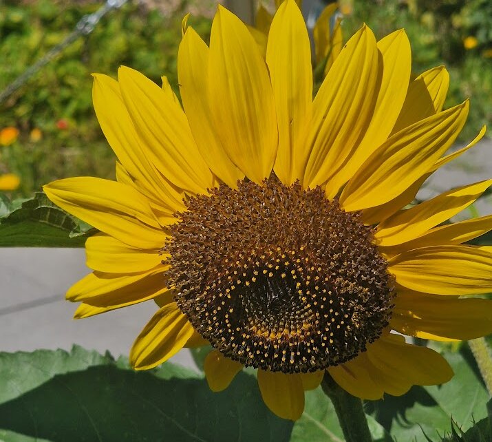 Blumen pflanzen im Sommer: Eine farbenfrohe Oase erschaffen